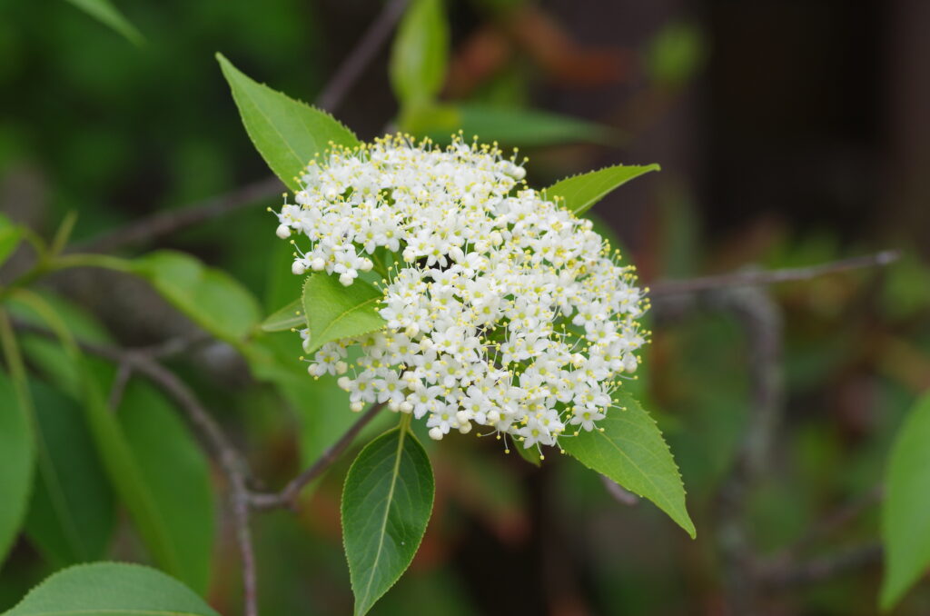Spring Bloom Guide - Anderson Japanese Gardens