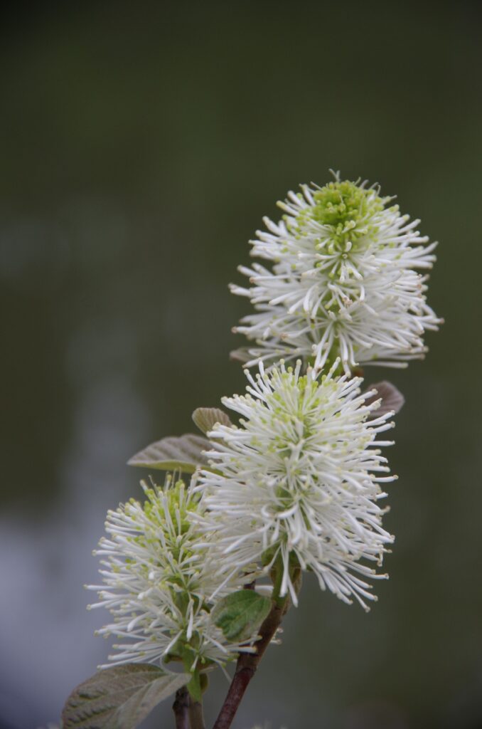 Spring Bloom Guide - Anderson Japanese Gardens